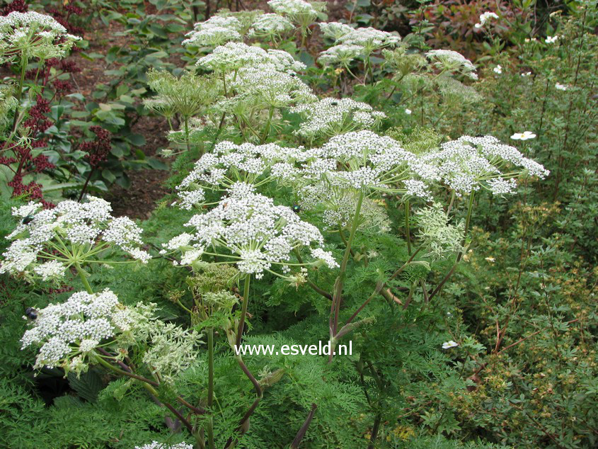 Selinum wallichianum