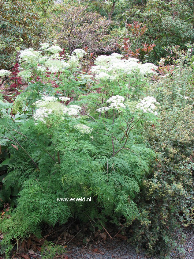 Selinum wallichianum