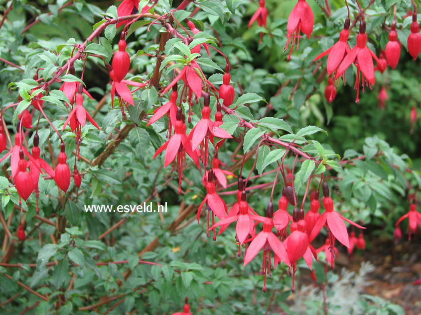 Fuchsia 'Riccartonii'