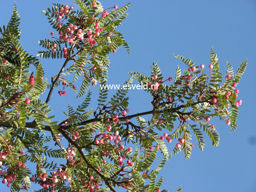 Sorbus vilmorinii