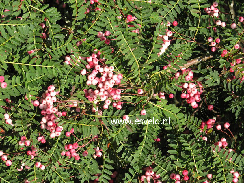 Sorbus vilmorinii