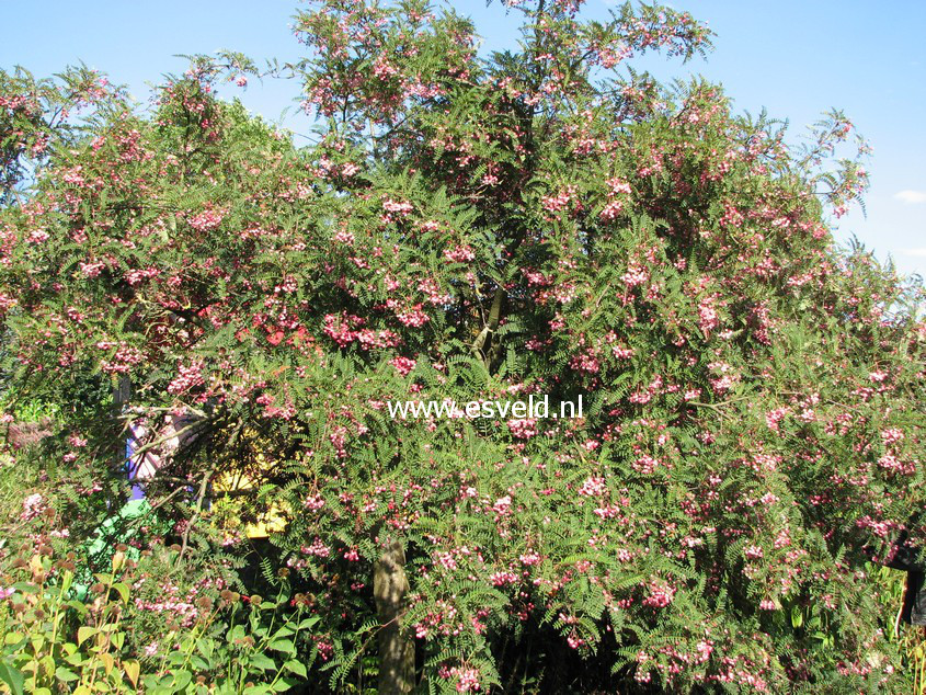 Sorbus vilmorinii