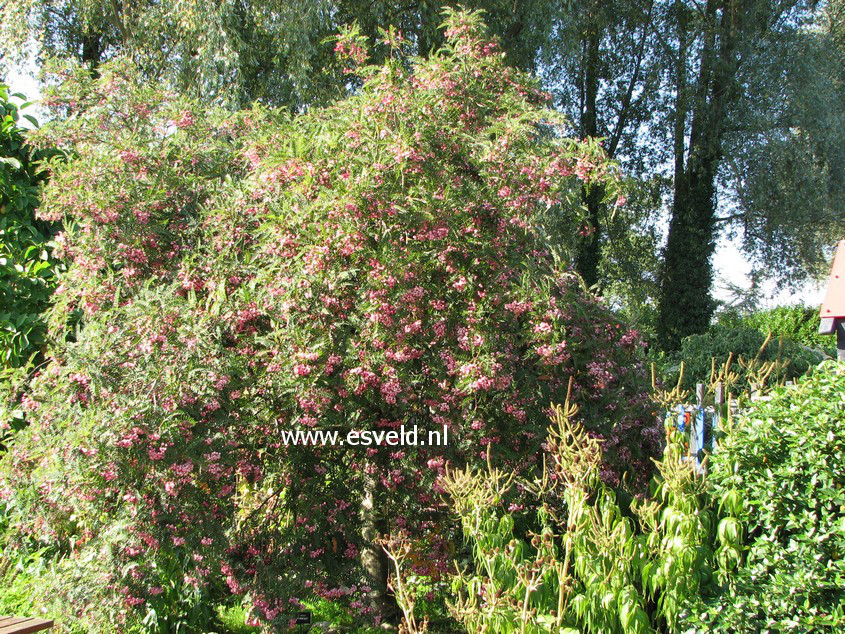 Sorbus vilmorinii