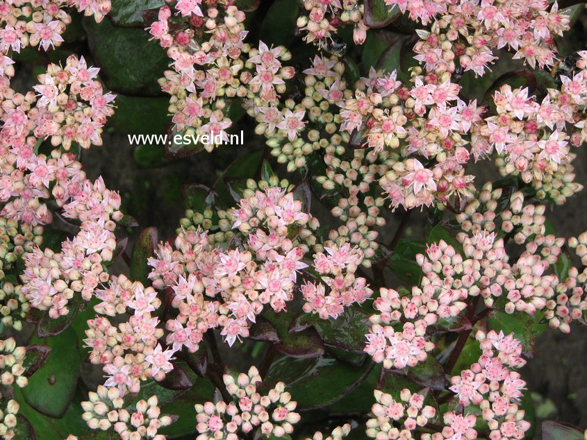 Sedum 'Matrona'