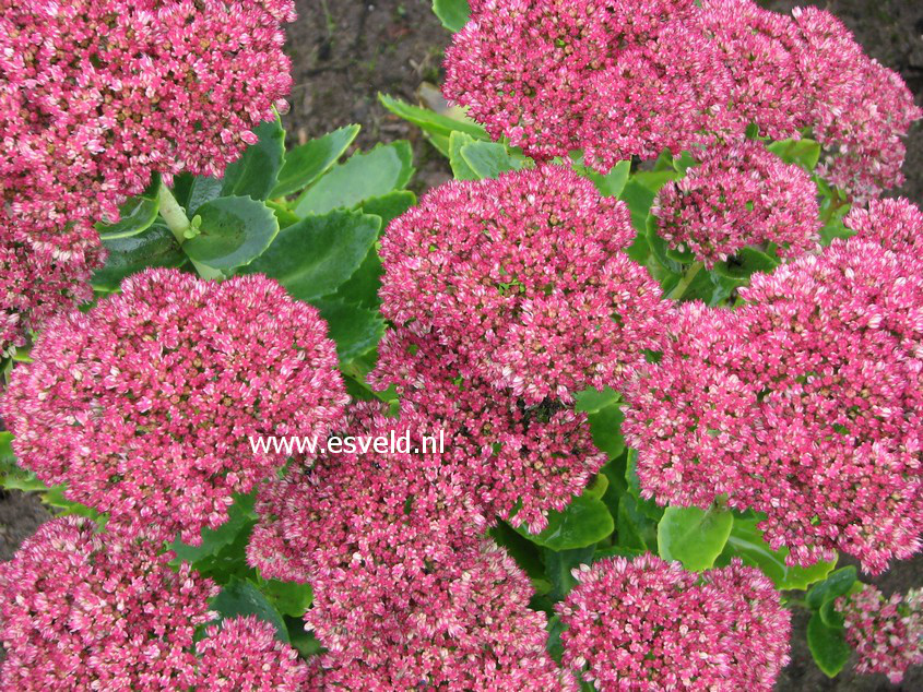 Sedum 'Herbstfreude'