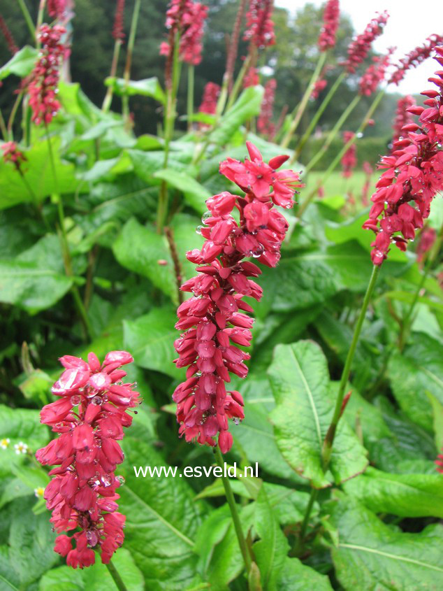 Persicaria amplexicaulis 'JS Caliente'