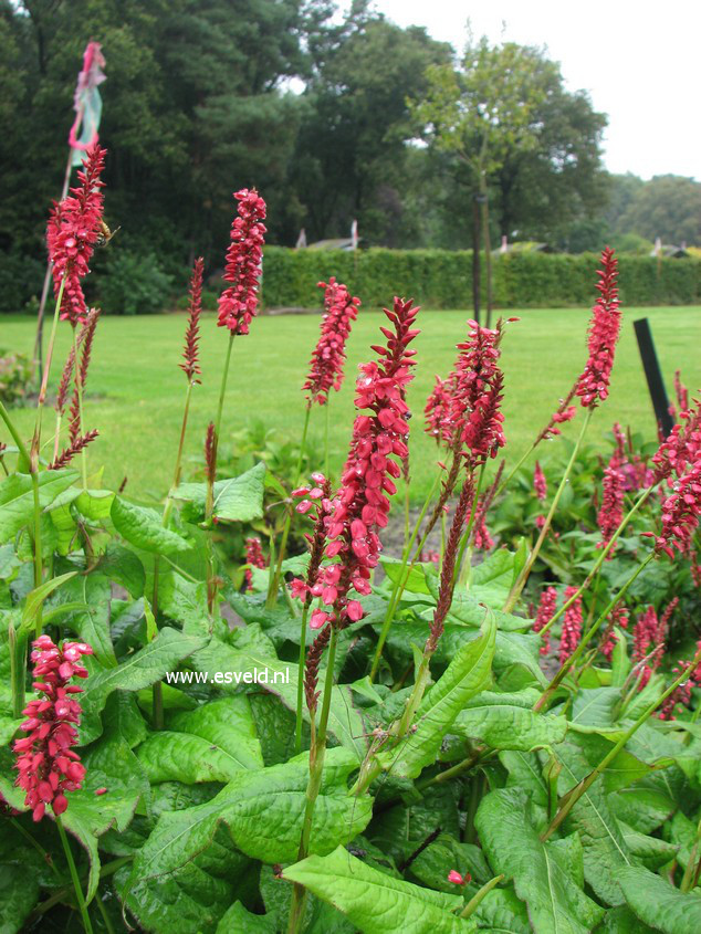 Persicaria amplexicaulis 'JS Caliente'