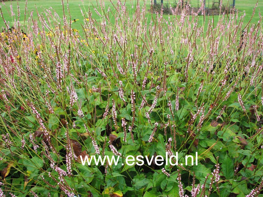 Persicaria amplexicaulis 'Pink Mist'