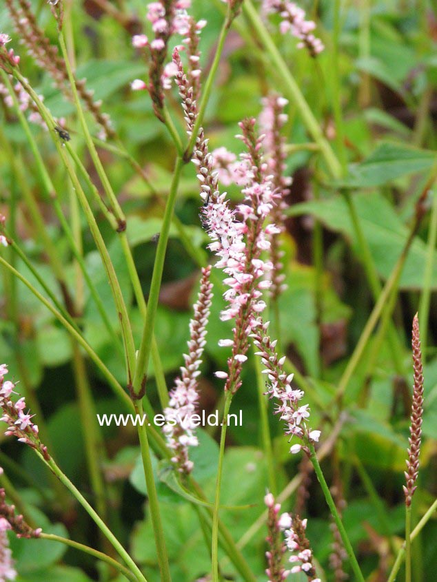 Persicaria amplexicaulis 'Pink Mist'