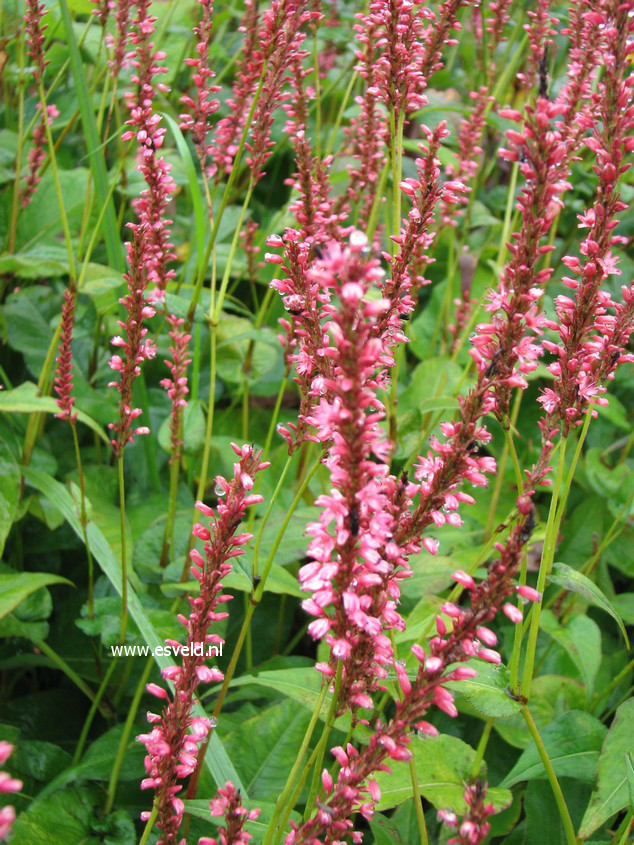 Persicaria amplexicaulis 'Orange Field'