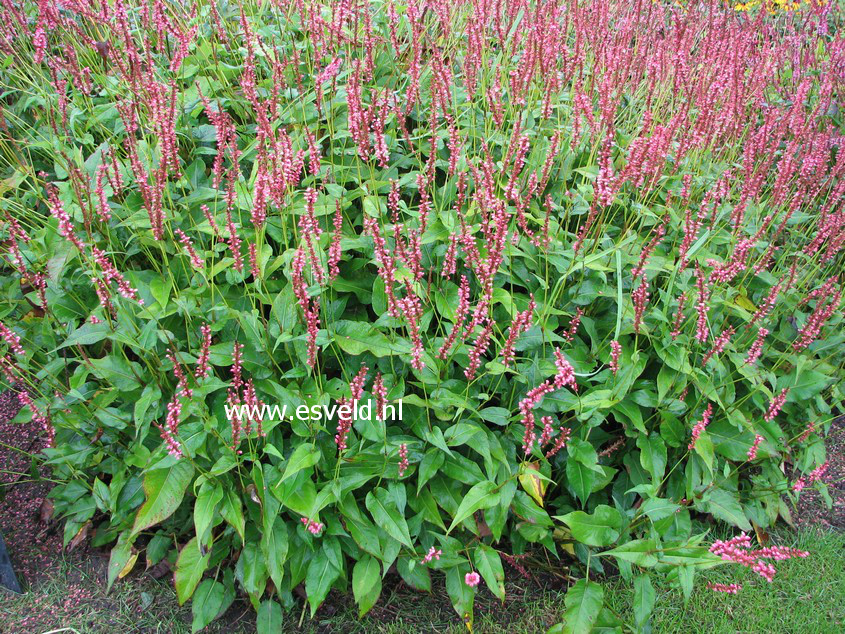 Persicaria amplexicaulis 'Orange Field'