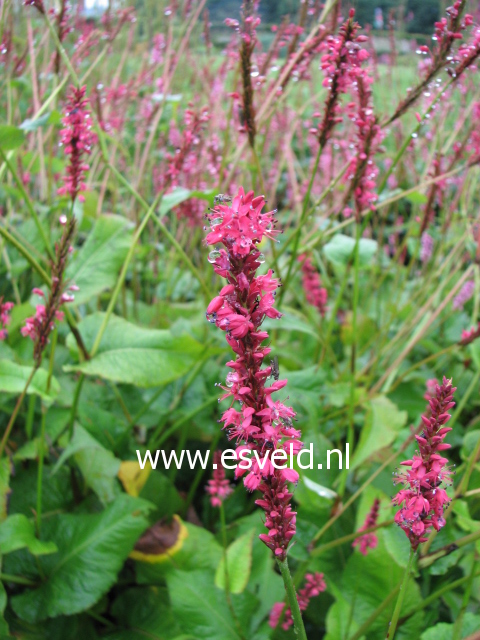 Persicaria amplexicaulis 'Rosea'