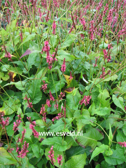 Persicaria amplexicaulis 'Rosea'