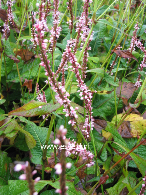 Persicaria amplexicaulis 'Rosea'