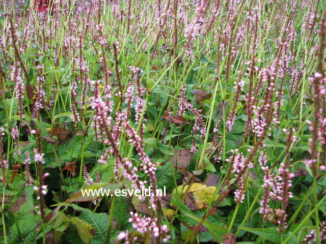 Persicaria amplexicaulis 'Rosea'