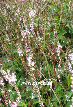 Persicaria amplexicaulis 'Alba'