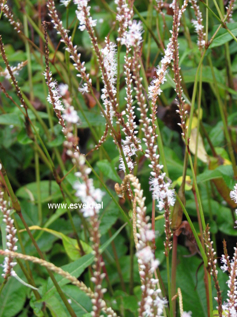 Persicaria amplexicaulis 'Alba'