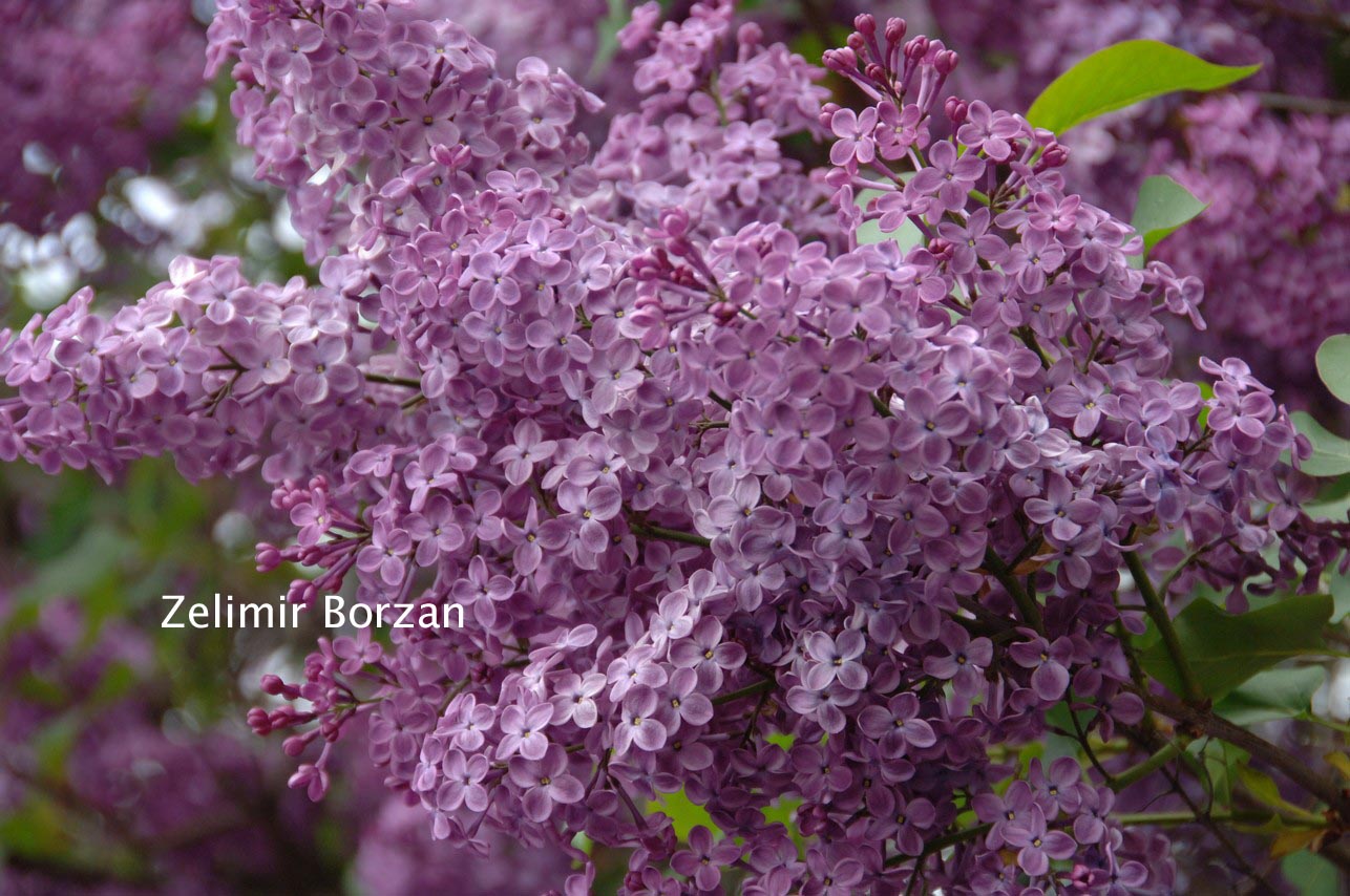 Syringa hyacinthiflora 'Pocahontas'
