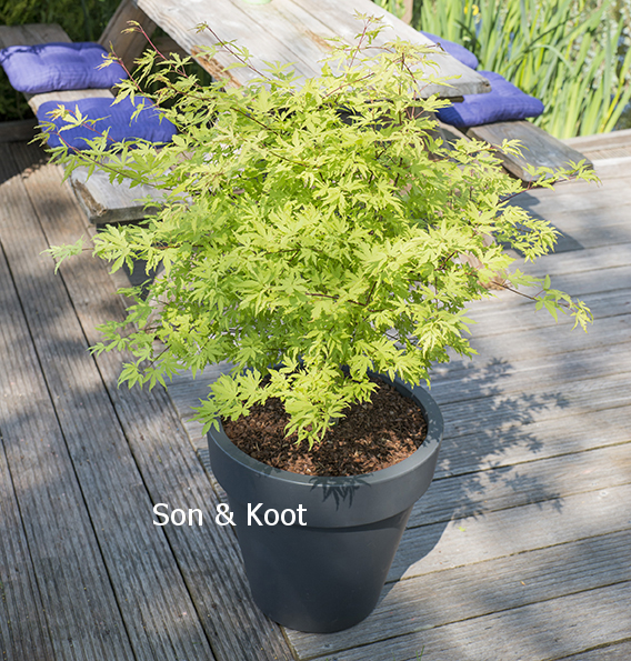 Acer palmatum 'Anne Irene'