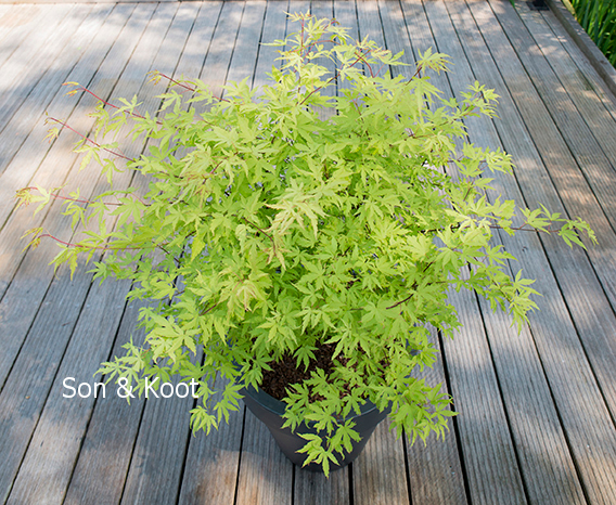 Acer palmatum 'Anne Irene'
