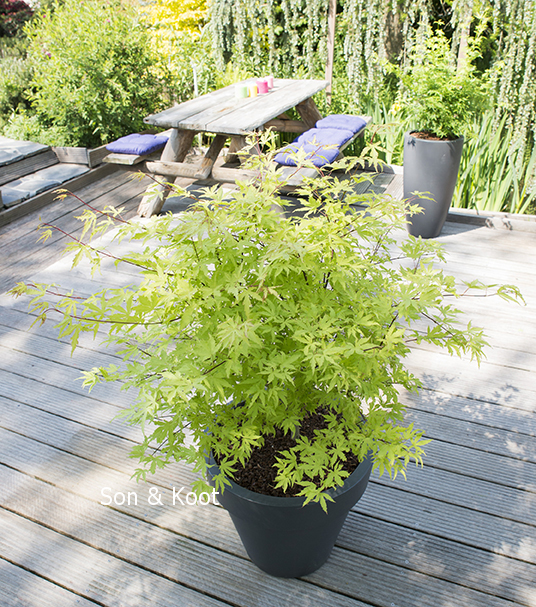 Acer palmatum 'Anne Irene'