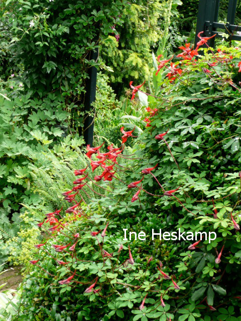 Tropaeolum speciosum