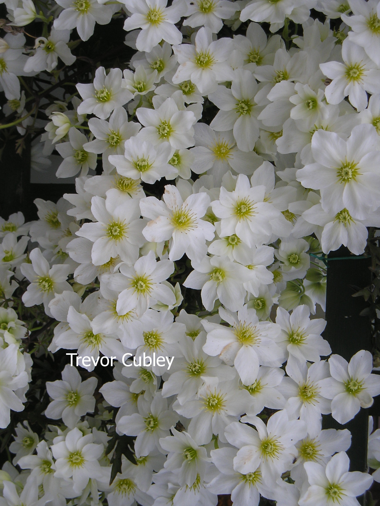 Clematis 'Blavaal' (AVALANCHE)
