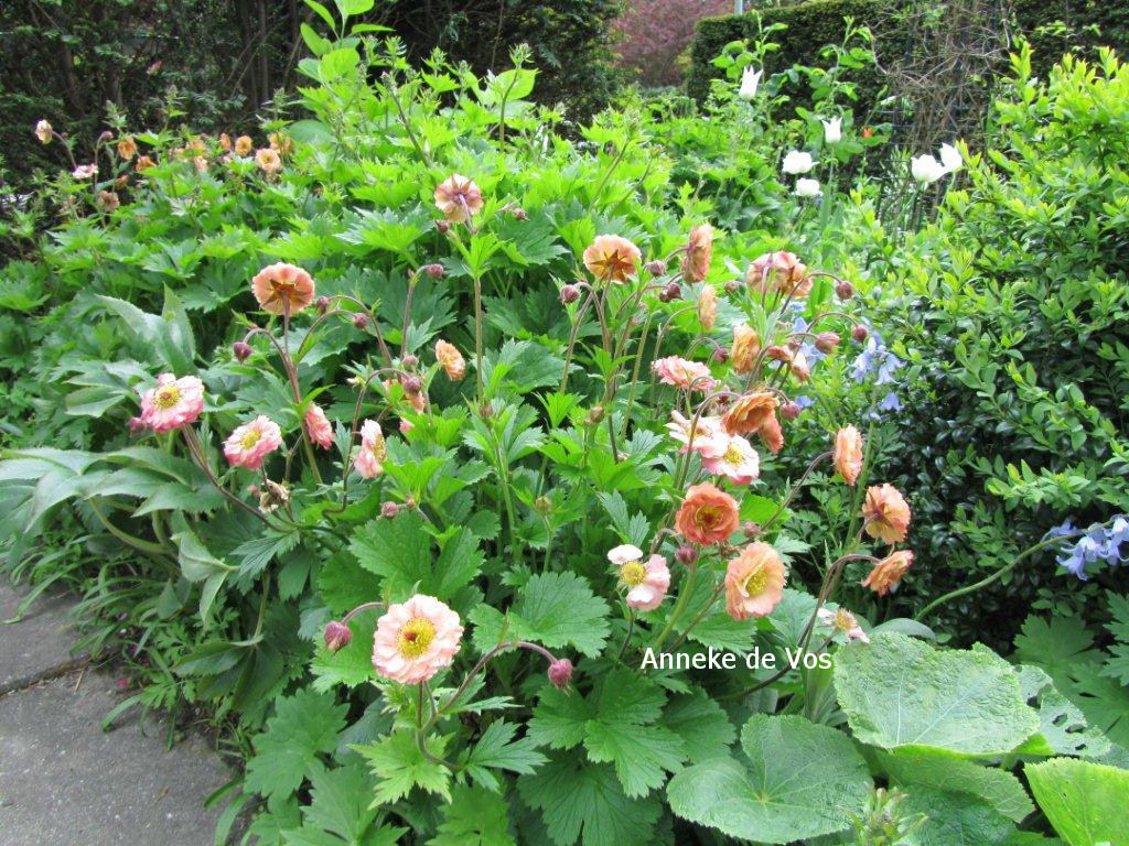 Geum 'Mai Tai'