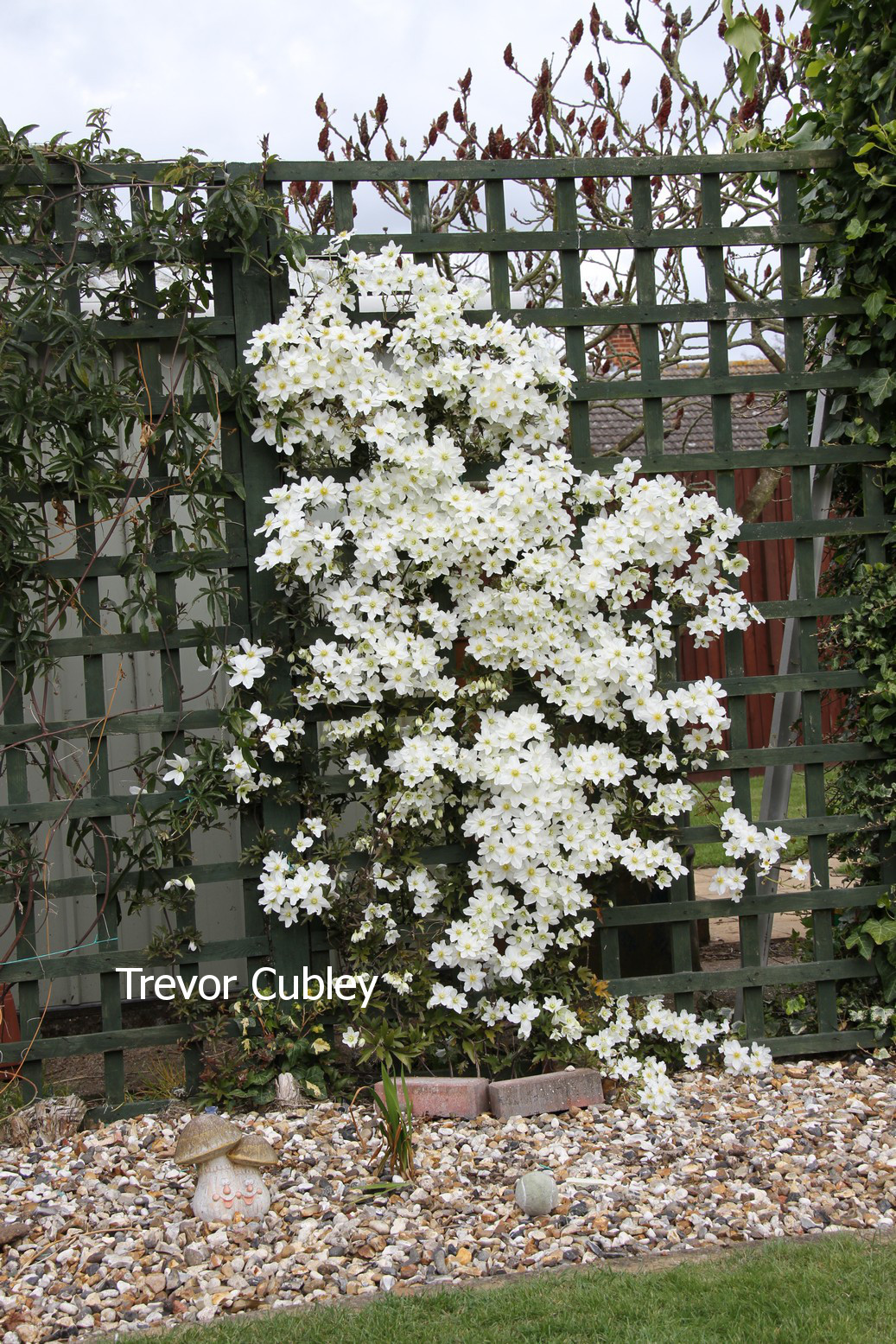 Clematis 'Blavaal' (AVALANCHE)