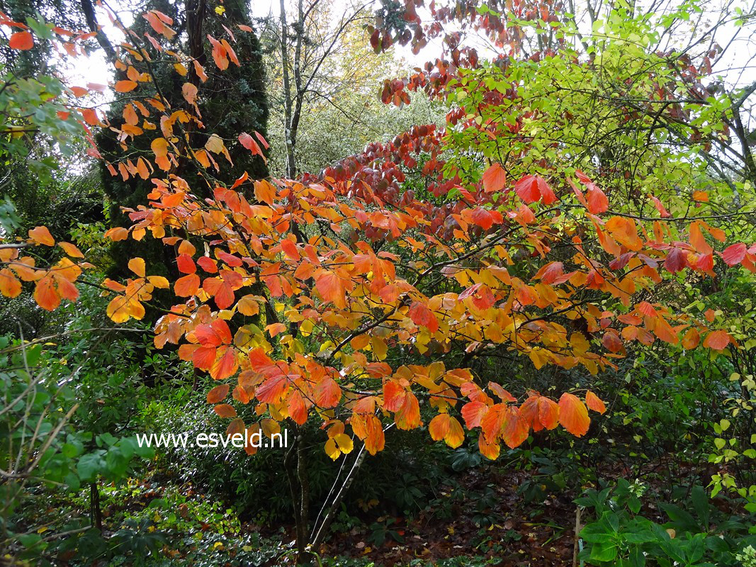 Hamamelis intermedia 'Vesna'