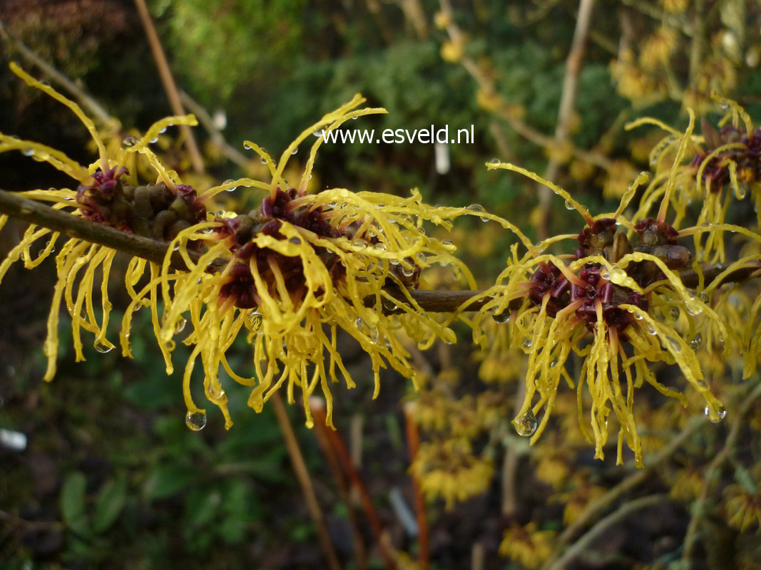 Hamamelis intermedia 'Barmstedt Gold'