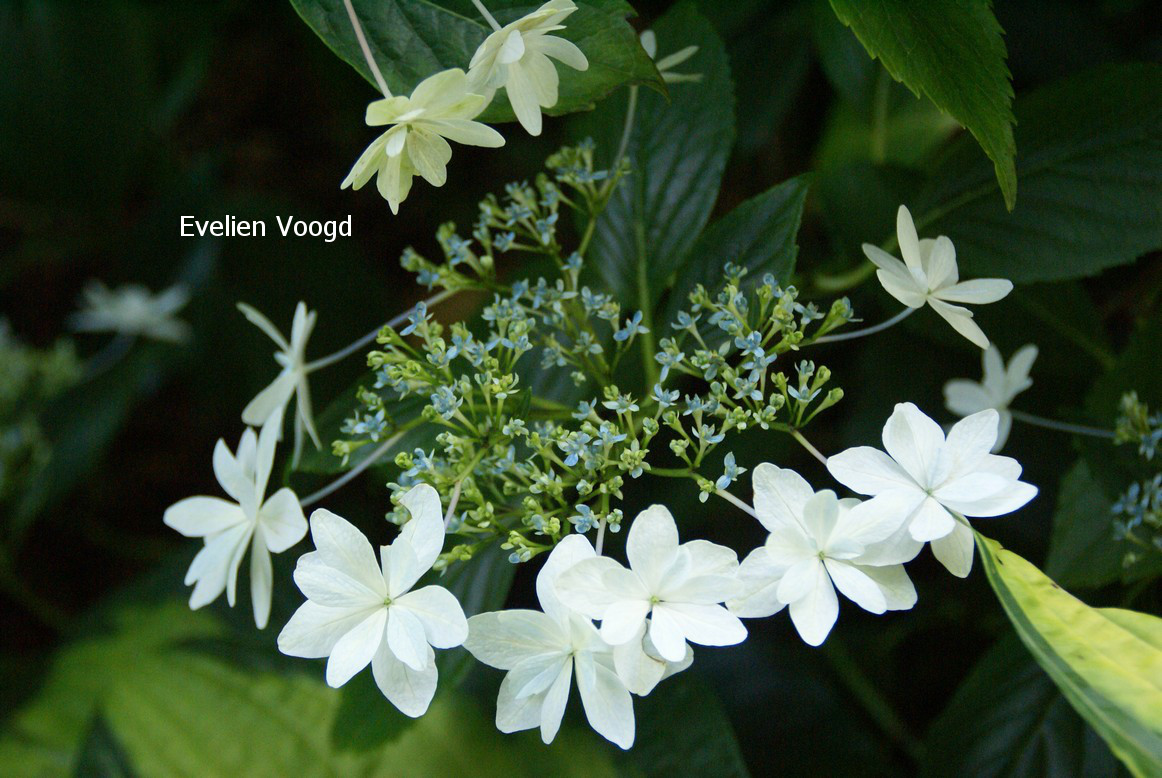 Hydrangea macrophylla 'Hanabi' (FIREWORKS)