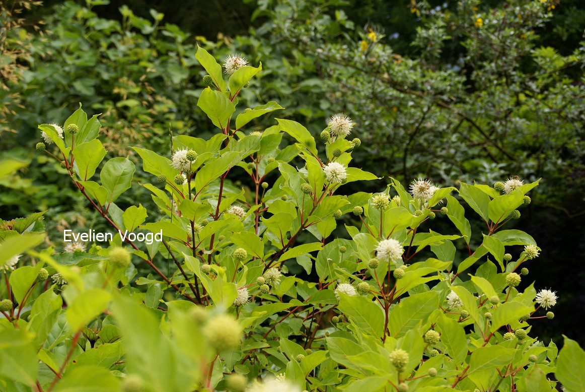 Cephalanthus occidentalis