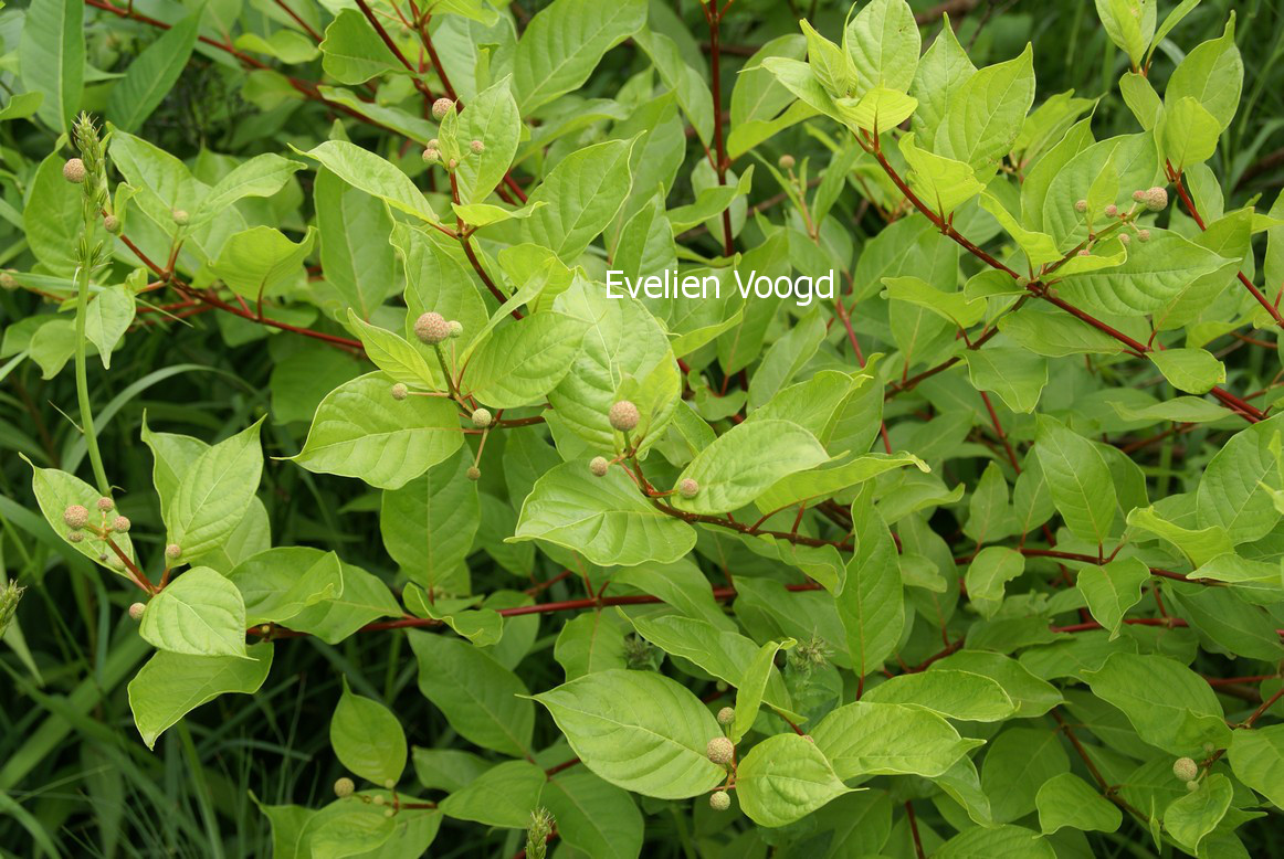 Cephalanthus occidentalis