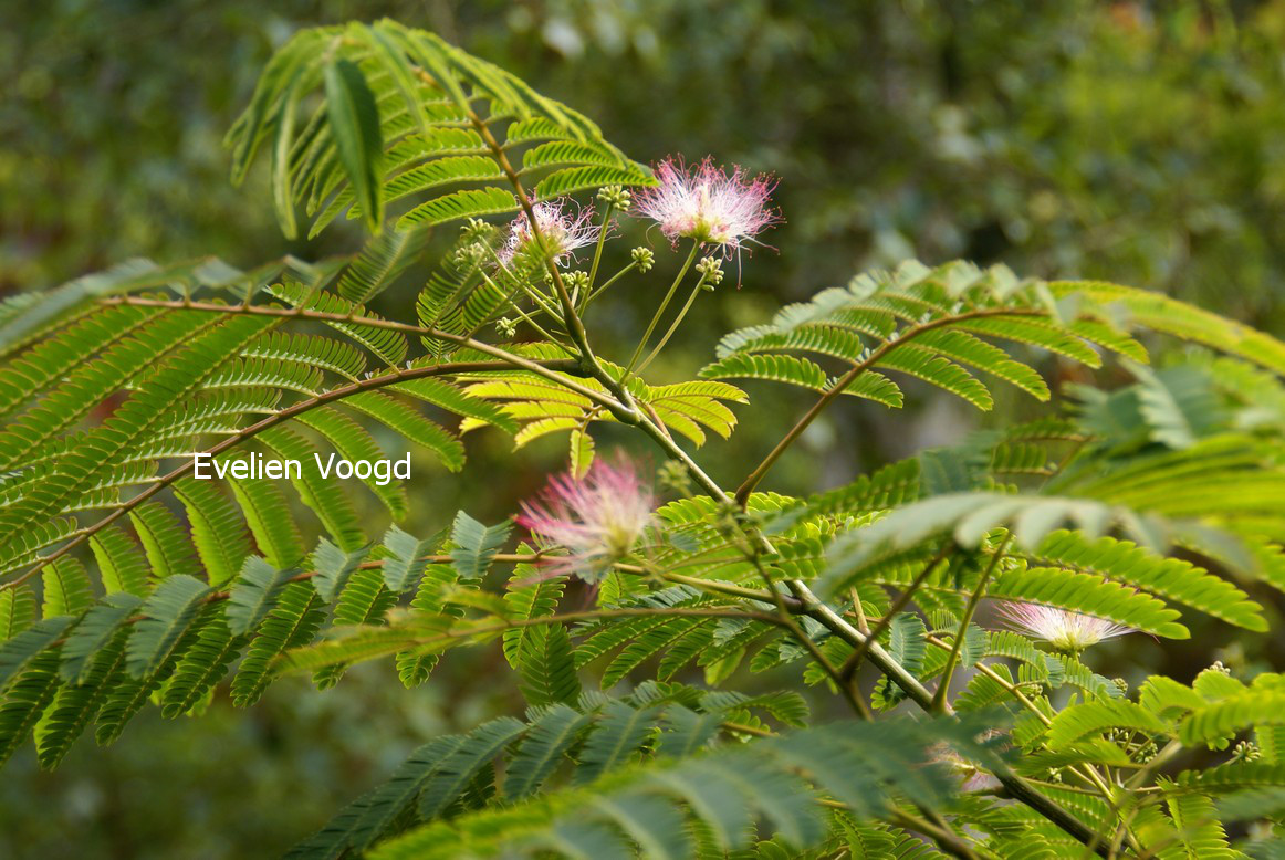 Albizia julibrissin 'Rosea'