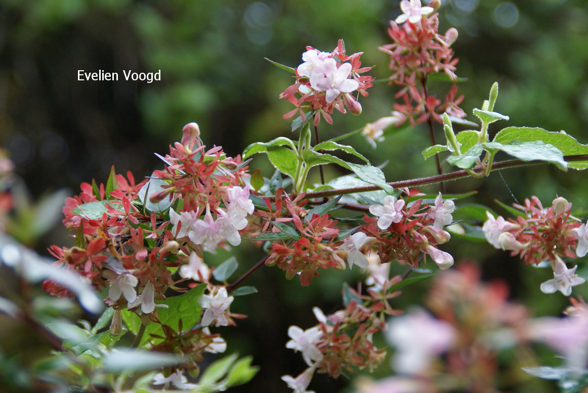 Abelia grandiflora