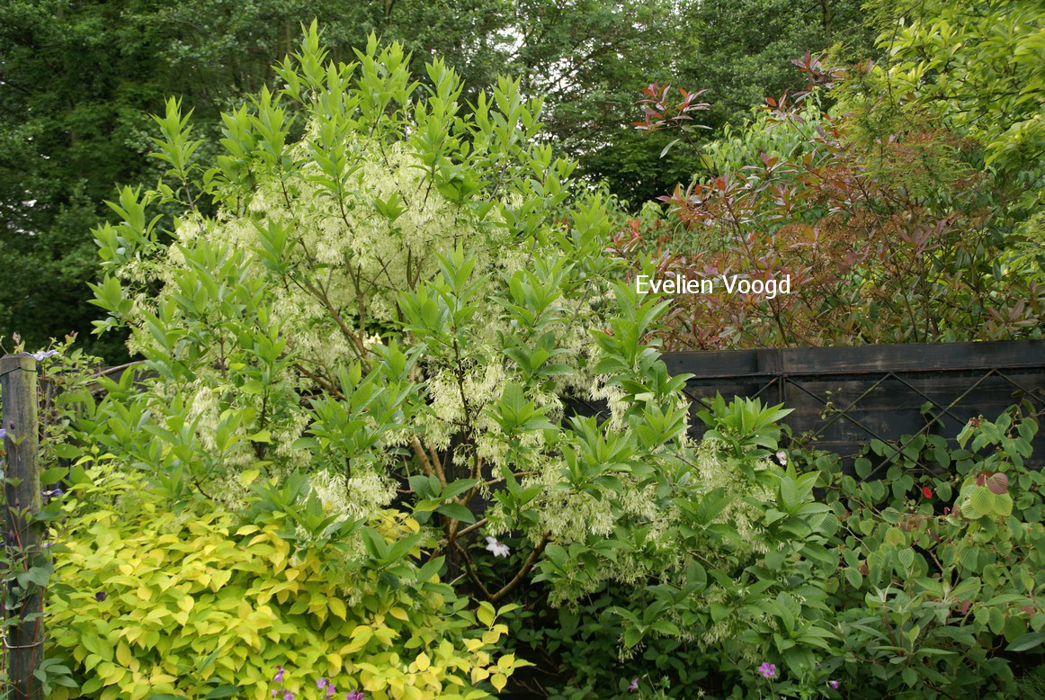 Chionanthus virginicus