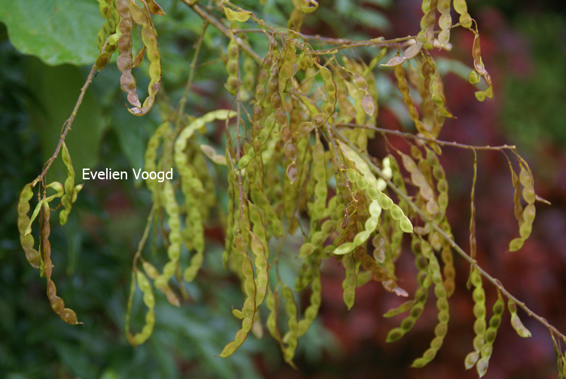 Desmodium elegans