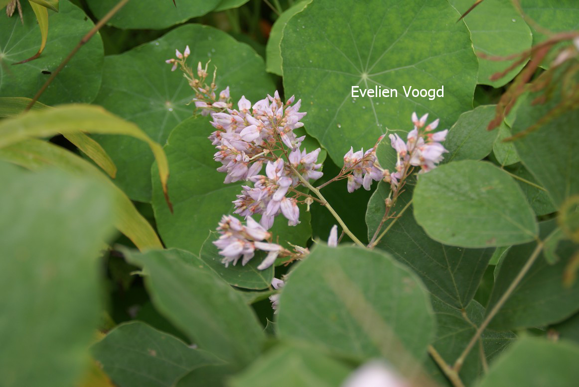 Desmodium elegans