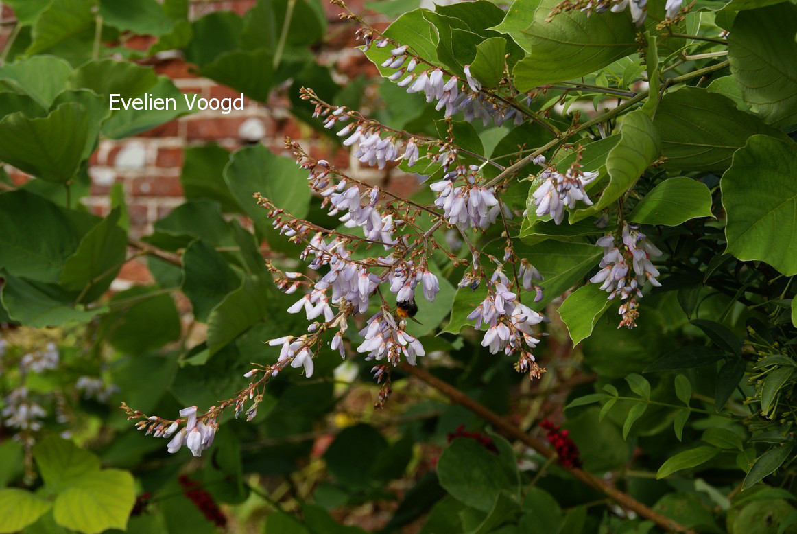 Desmodium elegans