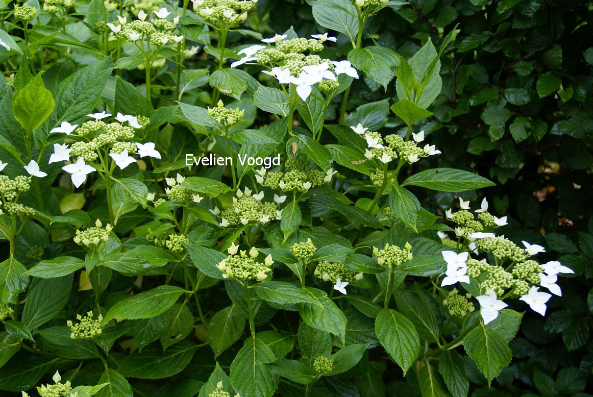 Hydrangea macrophylla 'Lanarth White'