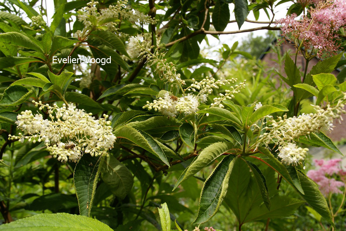 Clethra barbinervis