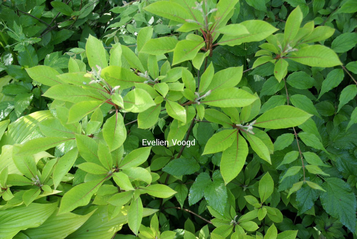 Clethra barbinervis