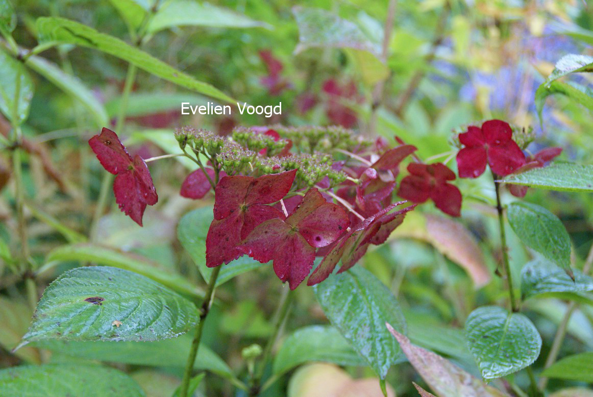 Hydrangea serrata 'Grayswood'