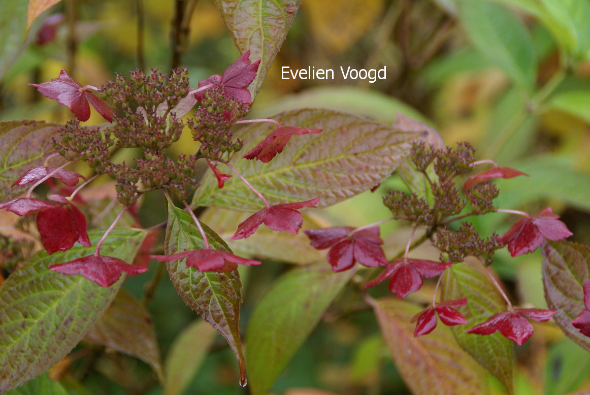 Hydrangea serrata 'Grayswood'