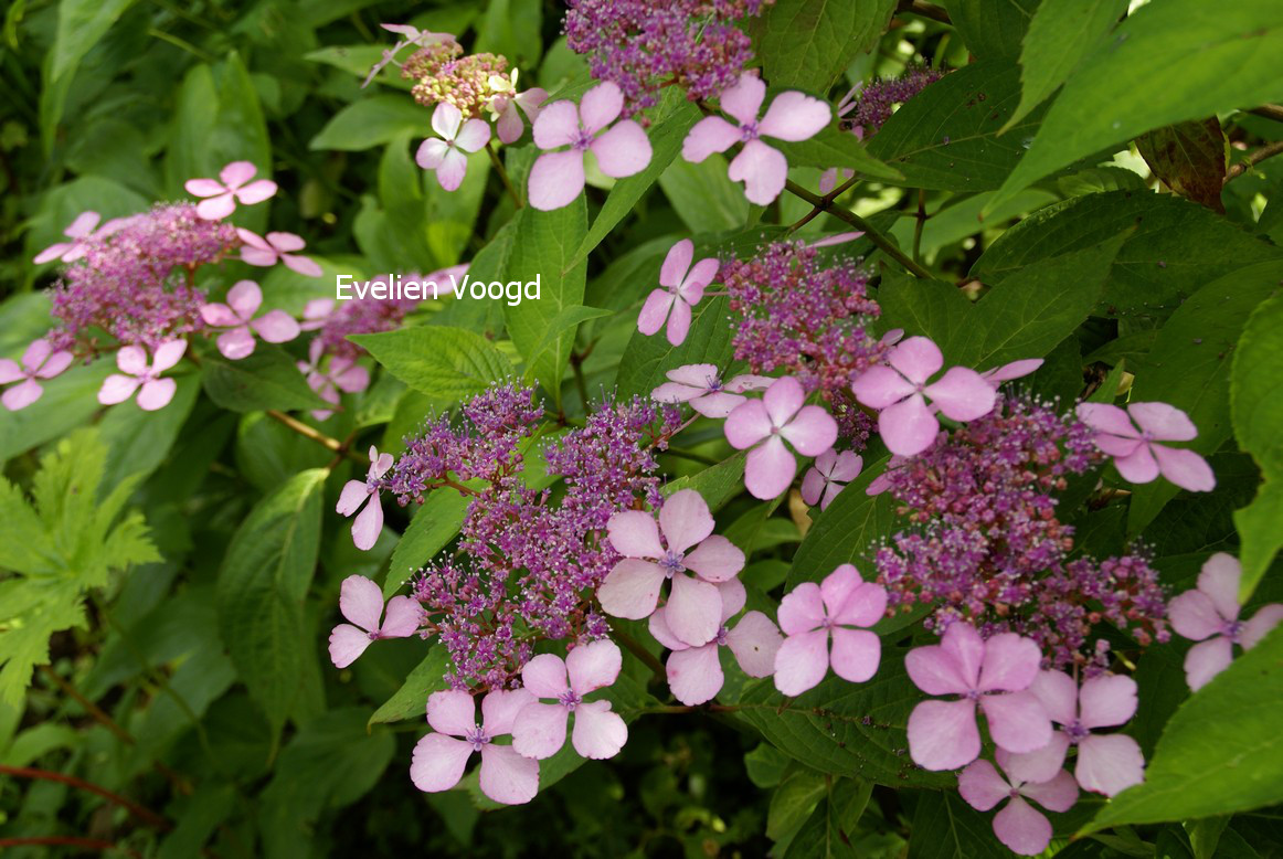 Hydrangea serrata 'Grayswood'