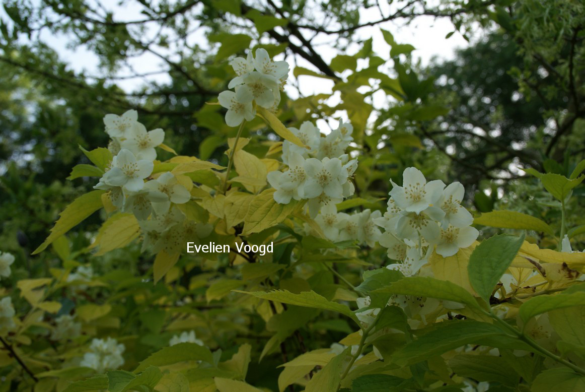 Philadelphus coronarius 'Aureus'