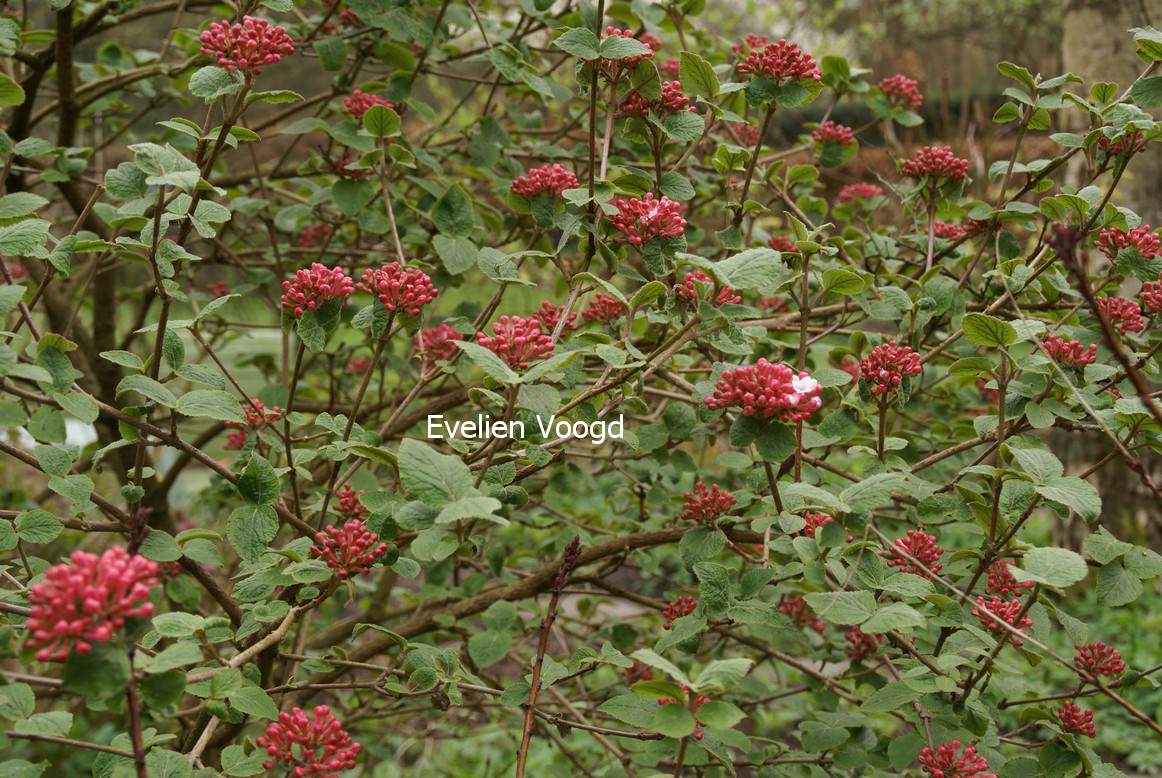 Viburnum carlesii 'Aurora'