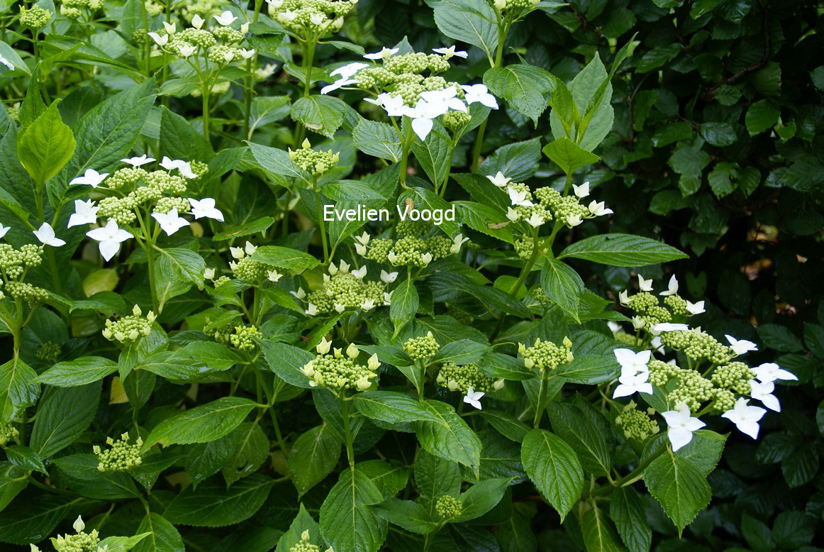 Hydrangea macrophylla 'Lanarth White'