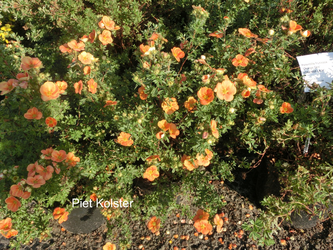 Potentilla fruticosa 'Orange Lady'
